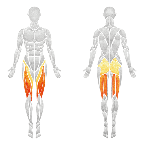 dumbbell lunges muscles worked