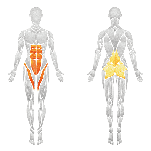 Muscles Female