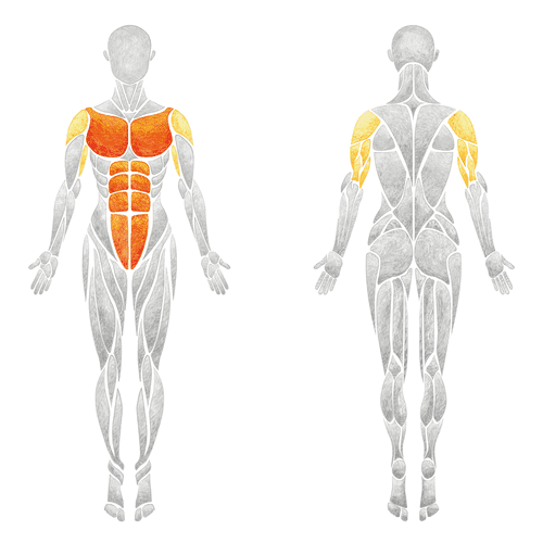Plank Shoulder Taps Hit My Macros